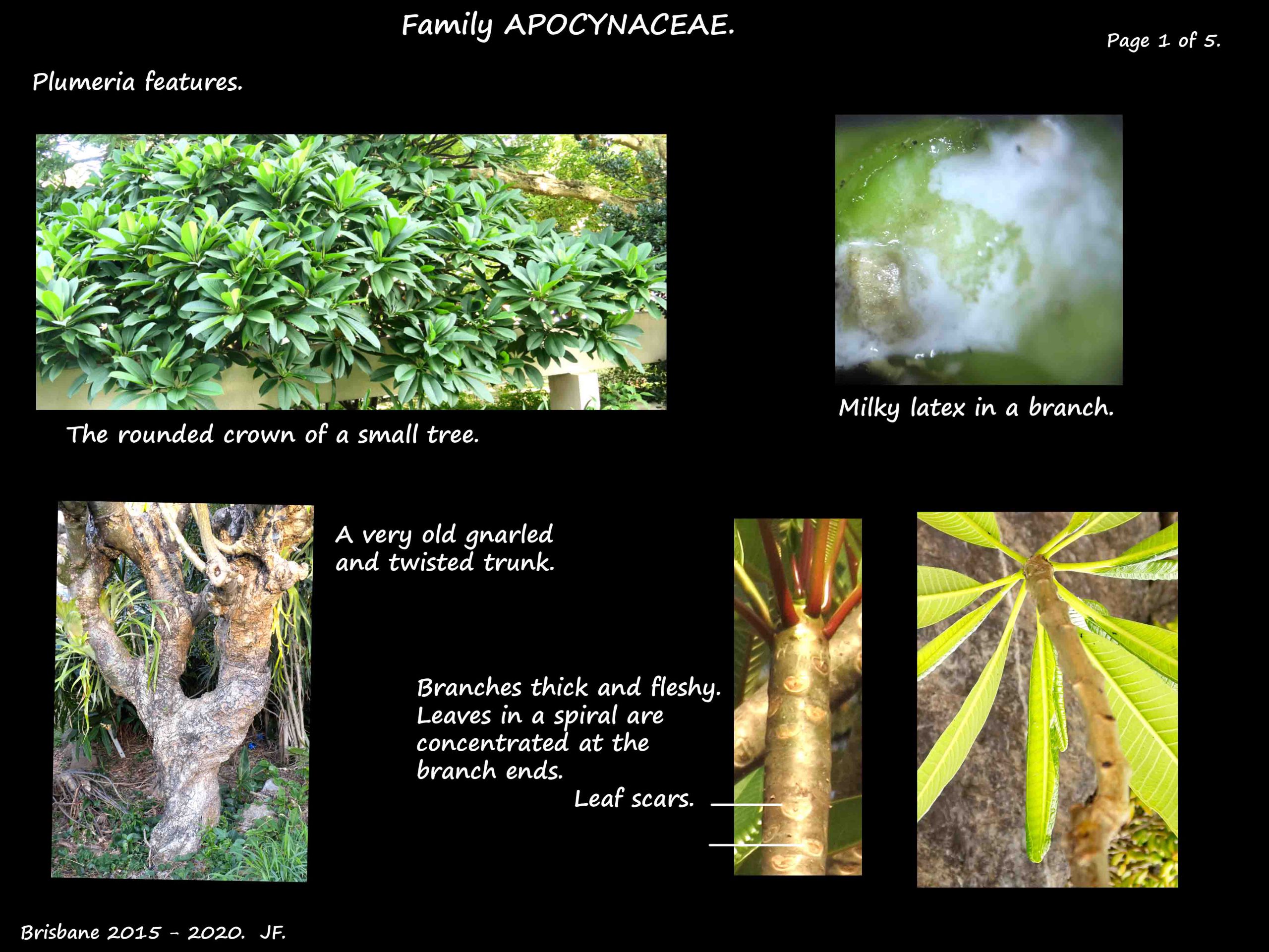 1 Frangipani plants, stems and latex